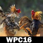 What WPC16 Schedule Today Experts Want You to Know