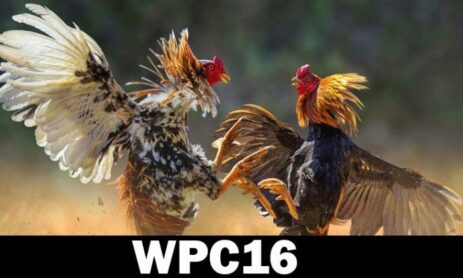 What WPC16 Schedule Today Experts Want You to Know